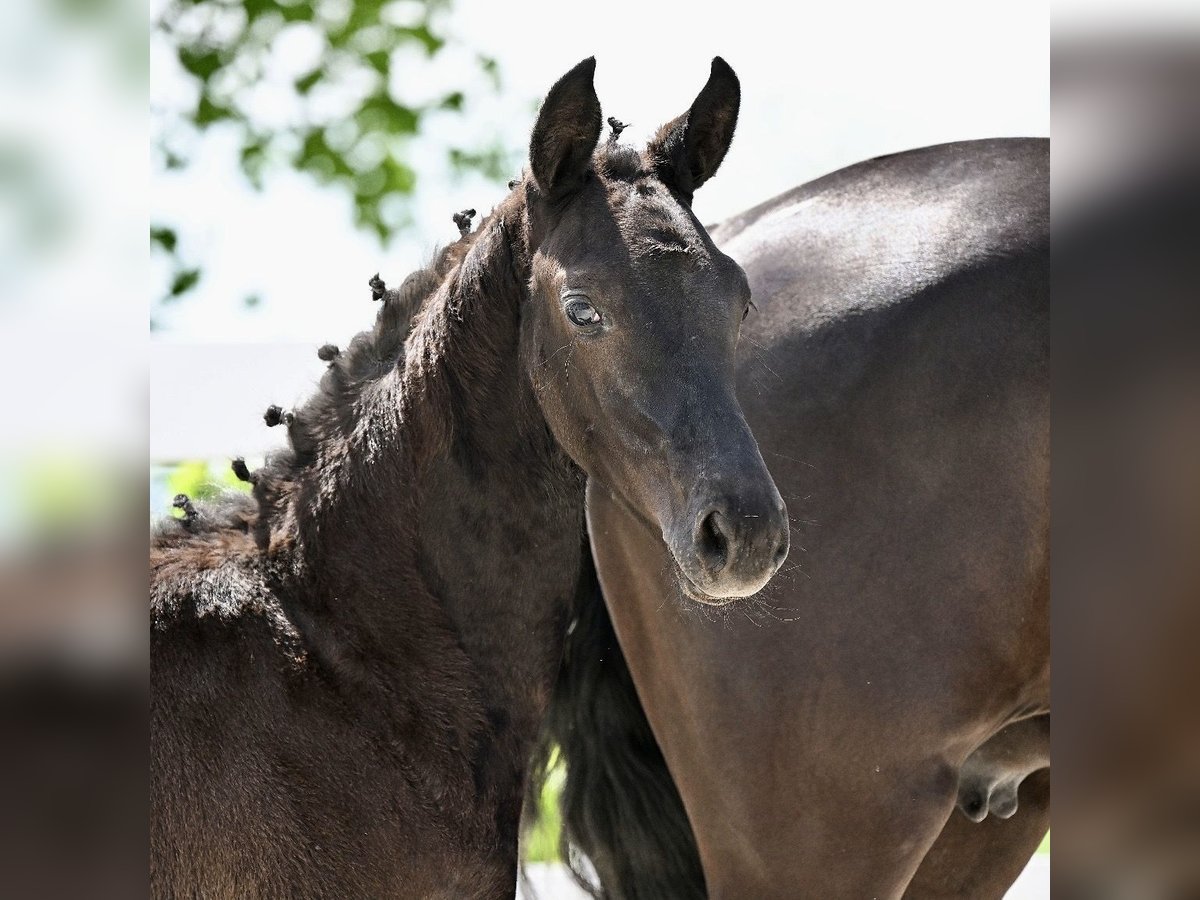 Cheval de sport allemand Jument  Bai brun foncé in Niederstetten