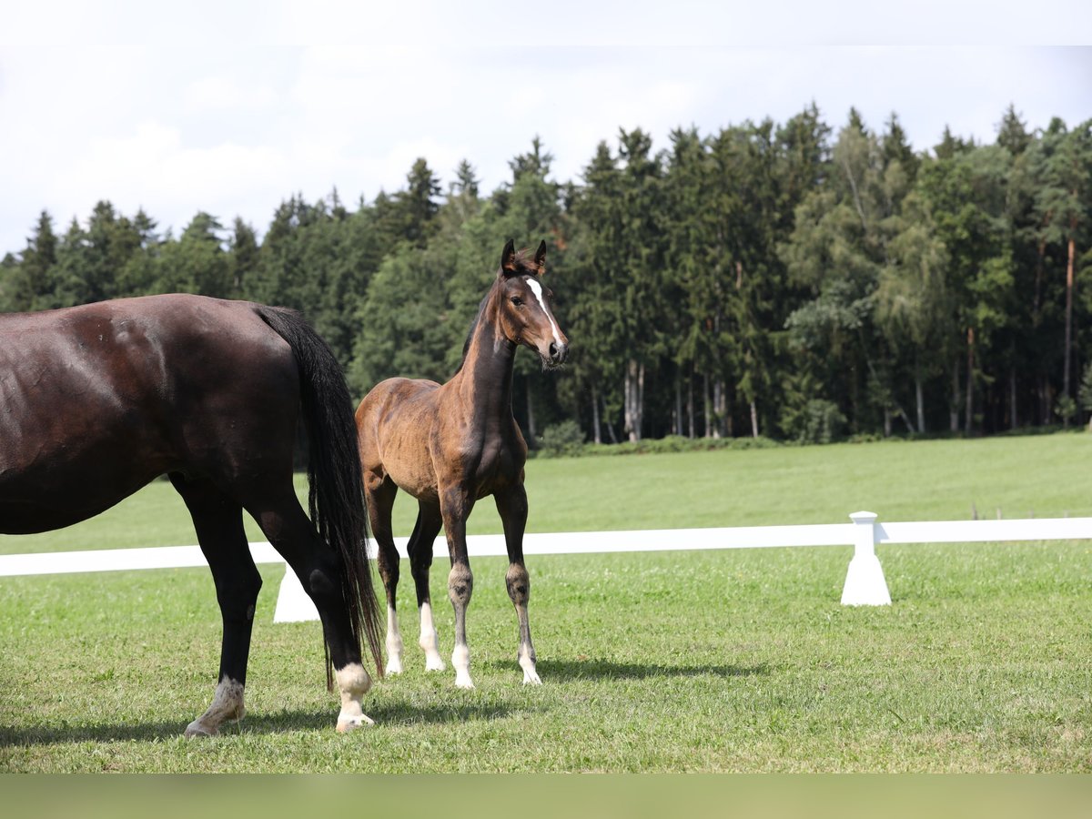 Cheval de sport allemand Jument Poulain (04/2024) Bai brun foncé in Postmünster