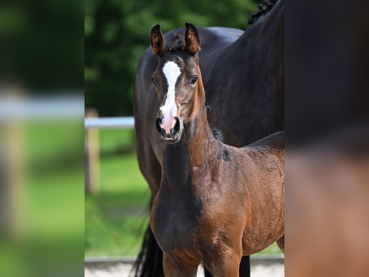 Cheval de sport allemand Jument  Bai brun foncé in Castell