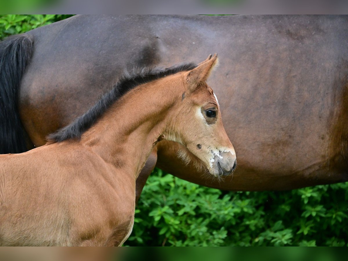 Cheval de sport allemand Jument Poulain (04/2024) Bai in Schönwalde-Glien