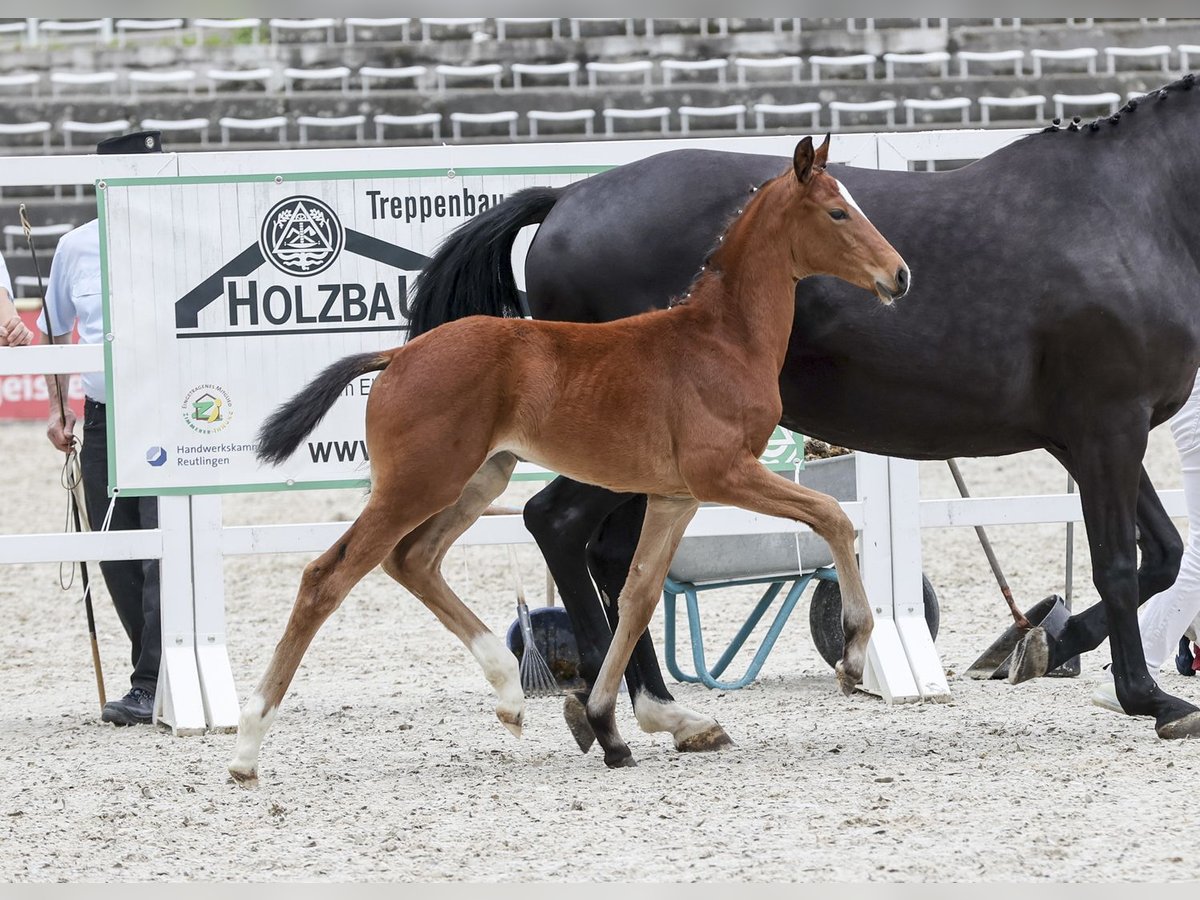 Cheval de sport allemand Jument Poulain (04/2024) Bai in Fronhofen