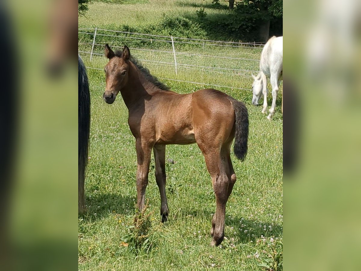 Cheval de sport allemand Jument  Bai in Bad K&#xF6;nig