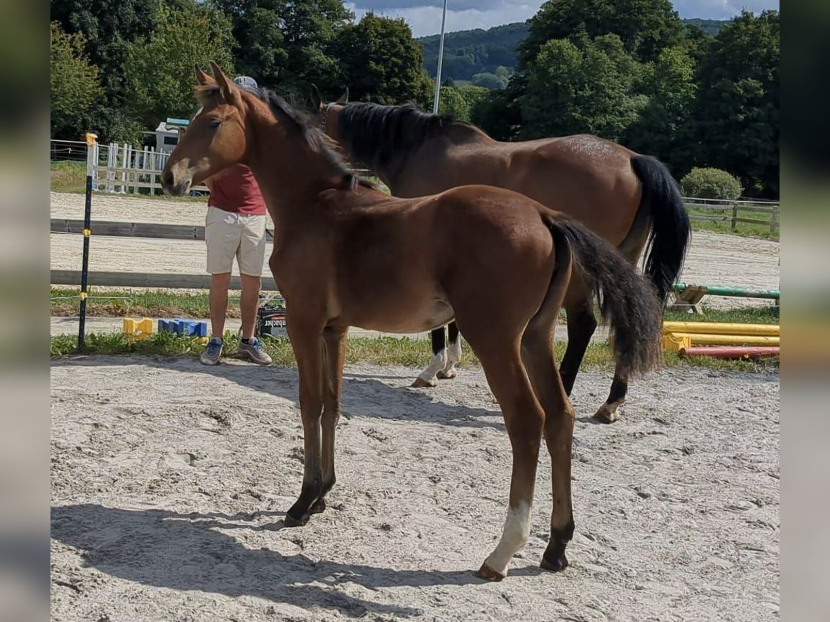 Cheval de sport allemand Jument Poulain (04/2025) Bai in Bad König Cheval de sport allemand Jument Poulain (04/2025) Bai in Bad König