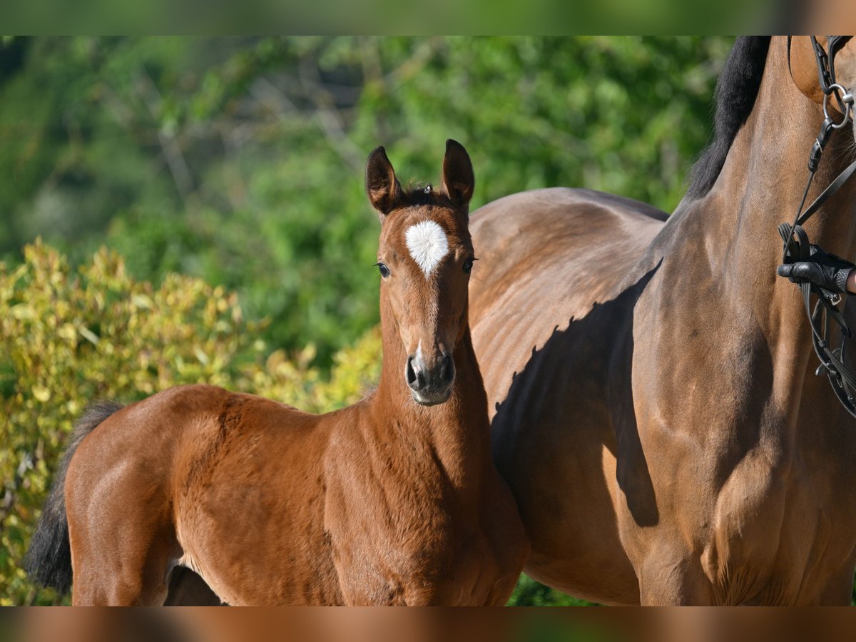 Cheval de sport allemand Jument  Bai in Gutenborn