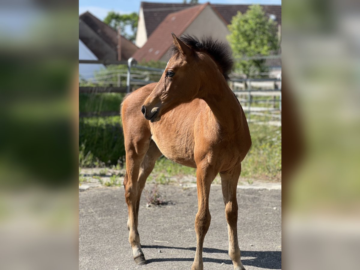 Cheval de sport allemand Jument  Bai in Riesb&#xFC;rg