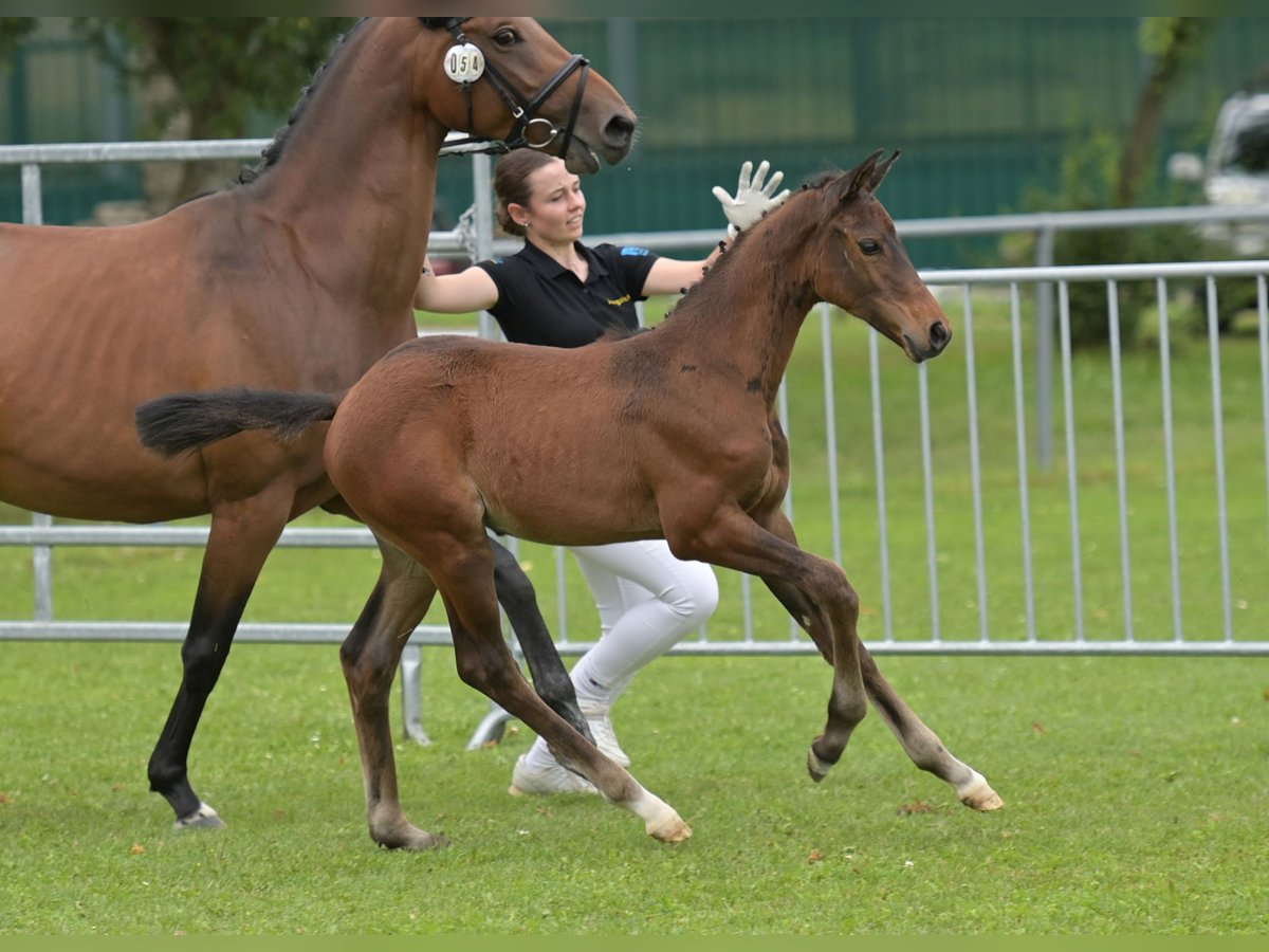 Cheval de sport allemand Jument Poulain (05/2024) Bai in Fronhofen