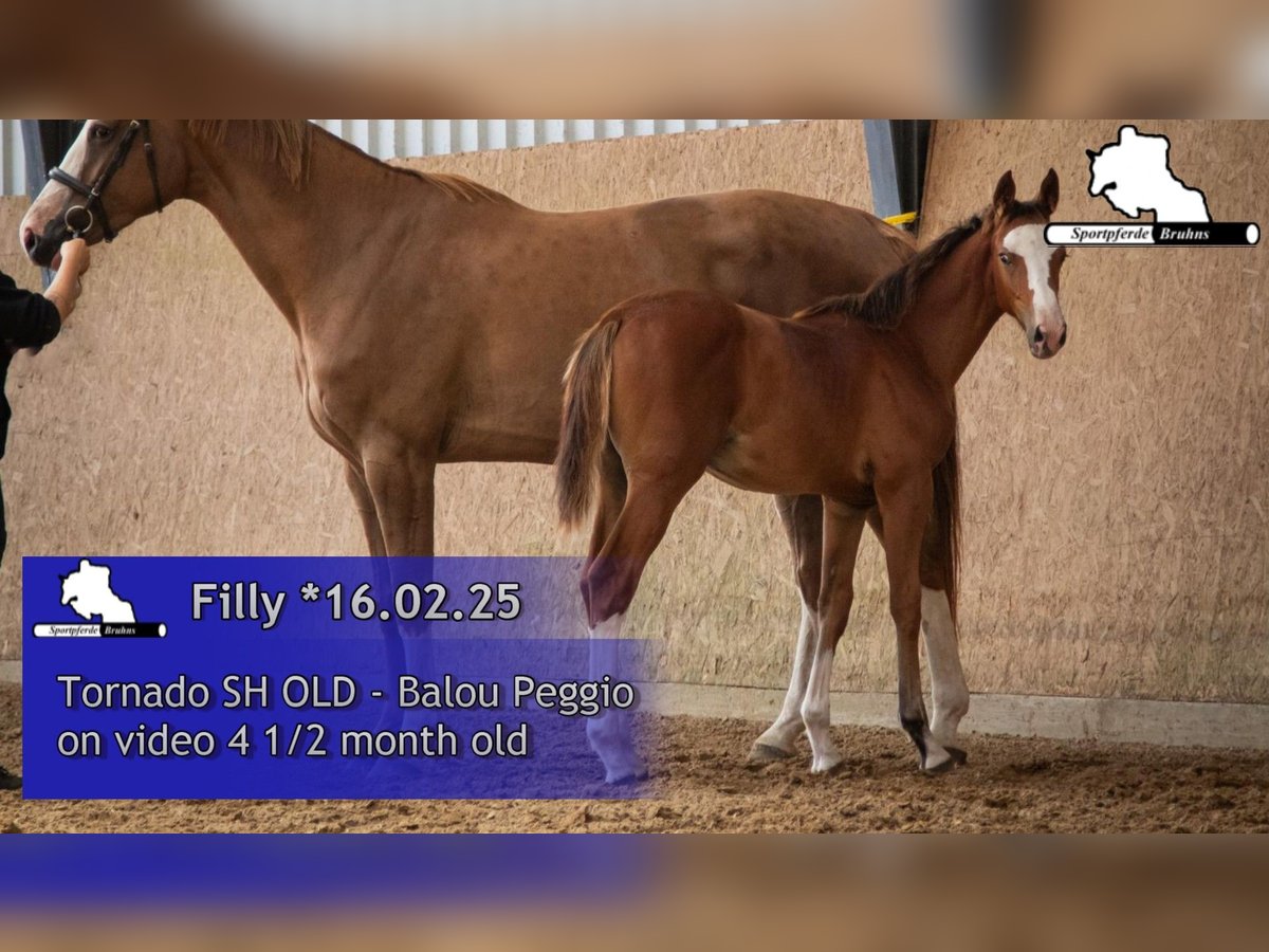 Cheval de sport allemand Jument  Bai in Gadow