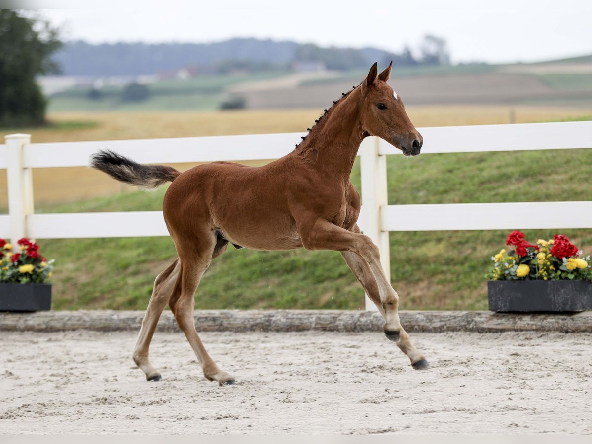 Cheval de sport allemand Jument Poulain (05/2025) Bai in Gomadingen
