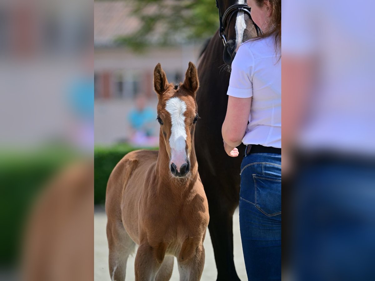 Cheval de sport allemand Jument Poulain (05/2024) Bai in Neuruppin