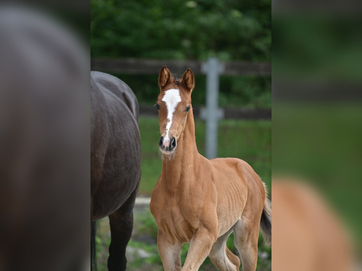 Cheval de sport allemand Jument  Bai in Selke-Aue