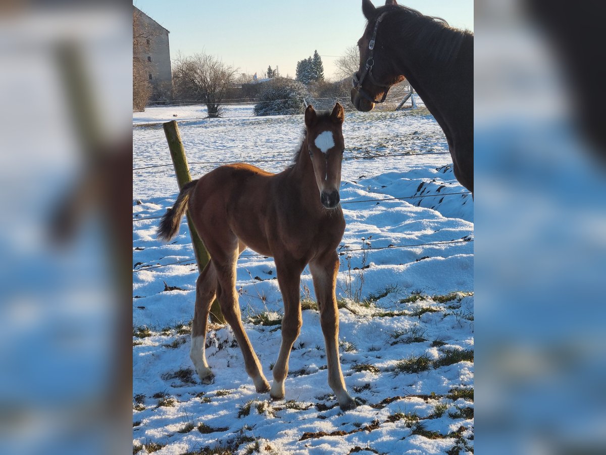 Cheval de sport allemand Jument  Bai in Sülzetal