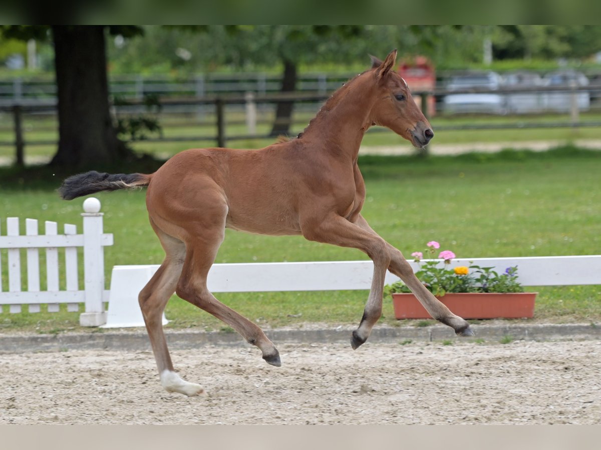 Cheval de sport allemand Jument Poulain (05/2024) Bai clair in Wiesbaden