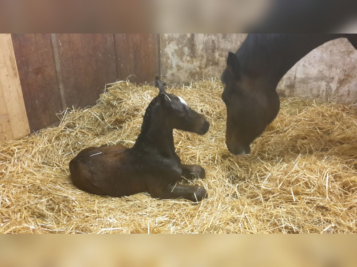 Cheval de sport allemand Jument  in DaitingDaiting