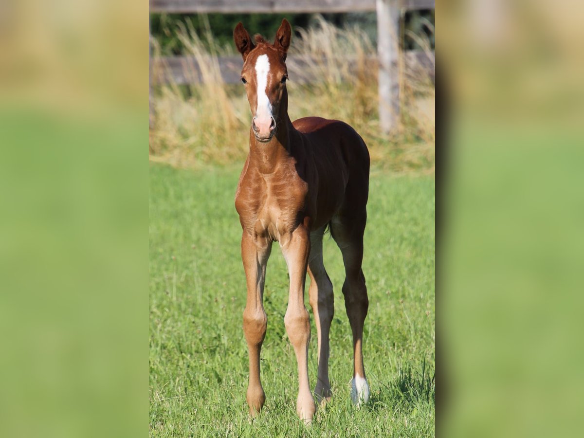 Cheval de sport allemand Jument Poulain (06/2024) in Bruchköbel