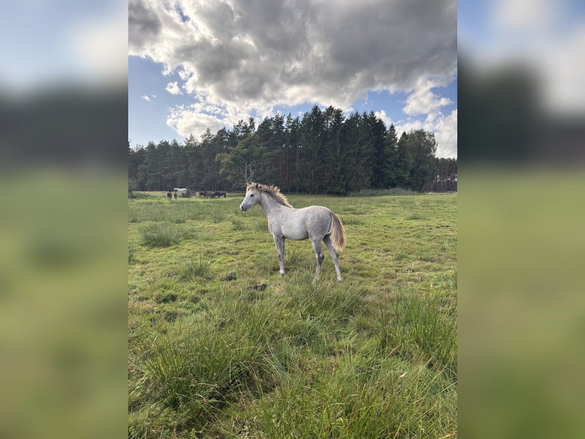 Cheval de sport allemand Jument Poulain (03/2025) Gris in B&#xF6;menzien