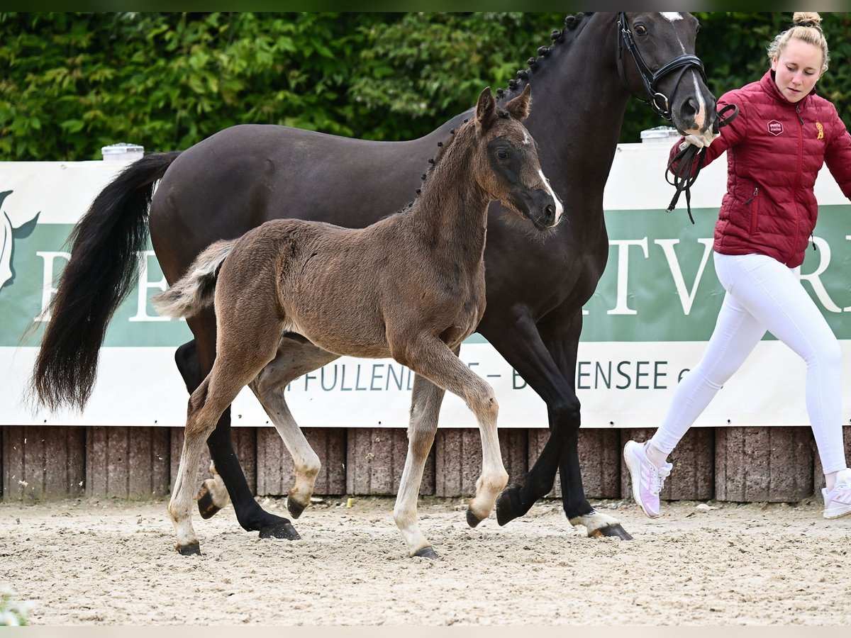 Cheval de sport allemand Jument Poulain (04/2024) Noir in Fronhofen