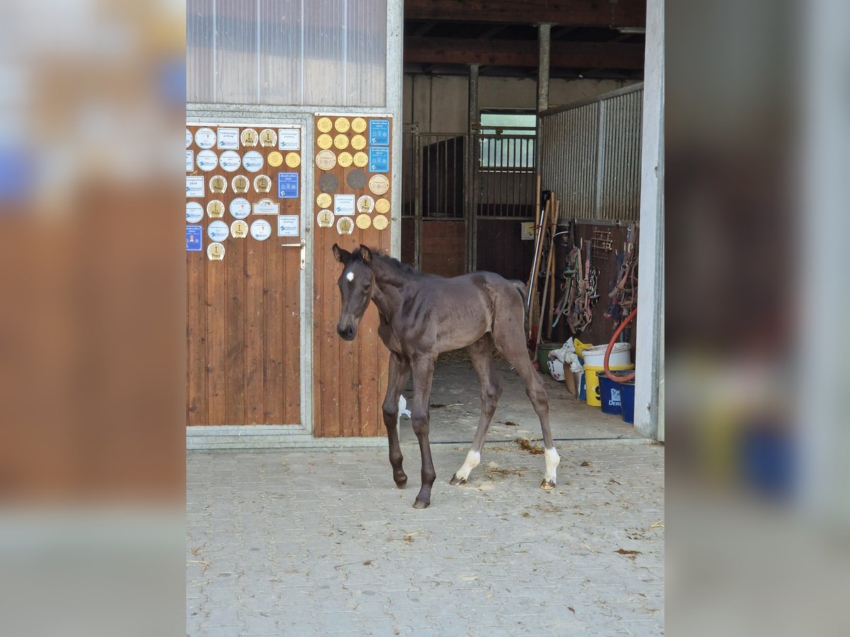 Cheval de sport allemand Jument Poulain (05/2025) Noir in Bad Birnbach