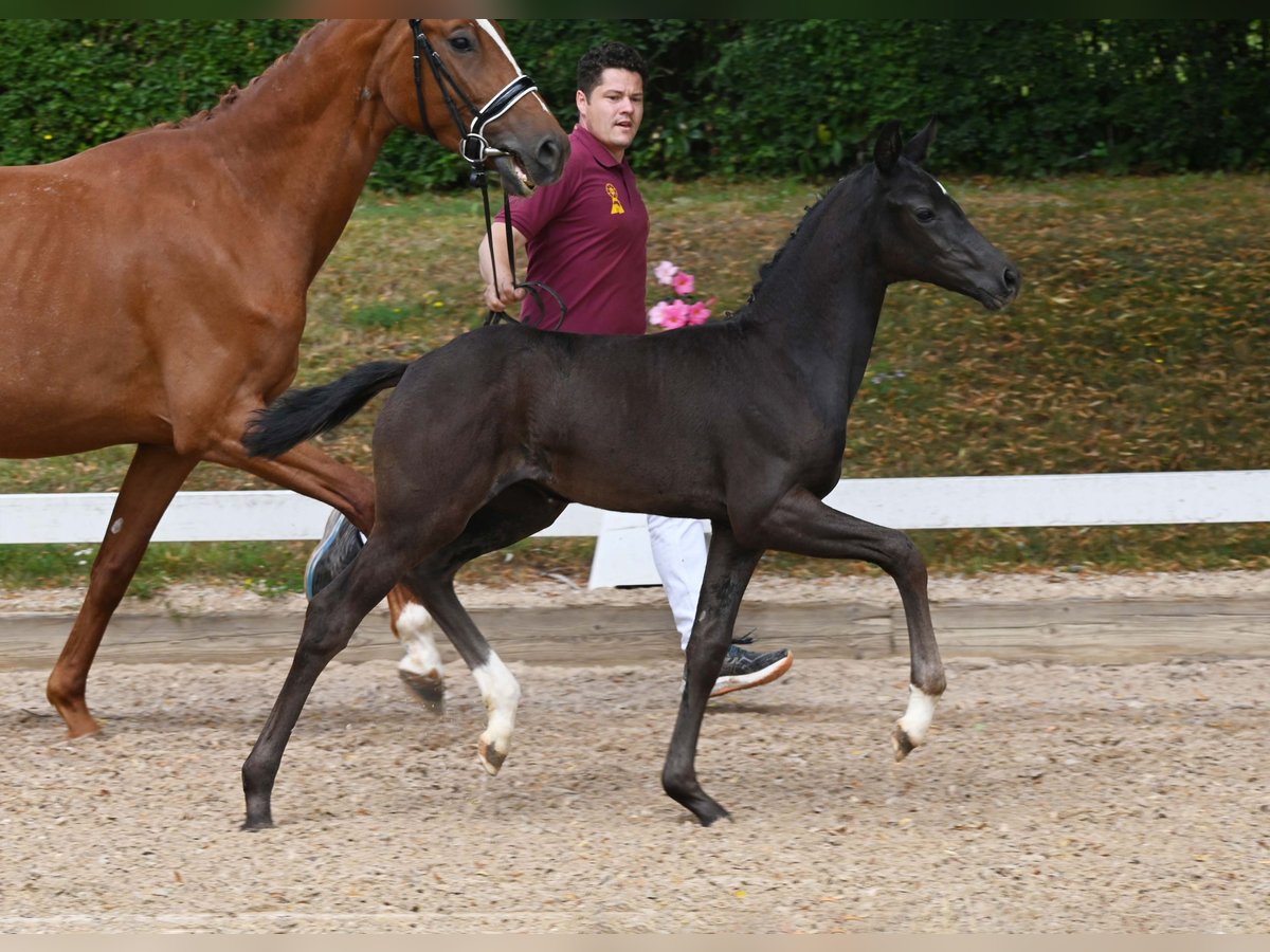 Cheval de sport allemand Jument Poulain (05/2025) Noir in Gomadingen