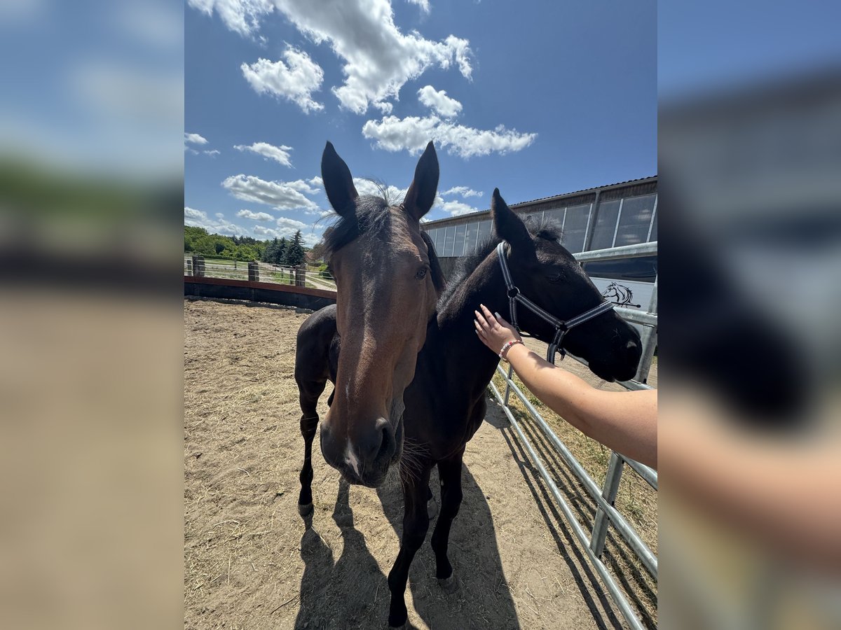 Cheval de sport allemand Jument  Peut devenir gris in Joachimsthal