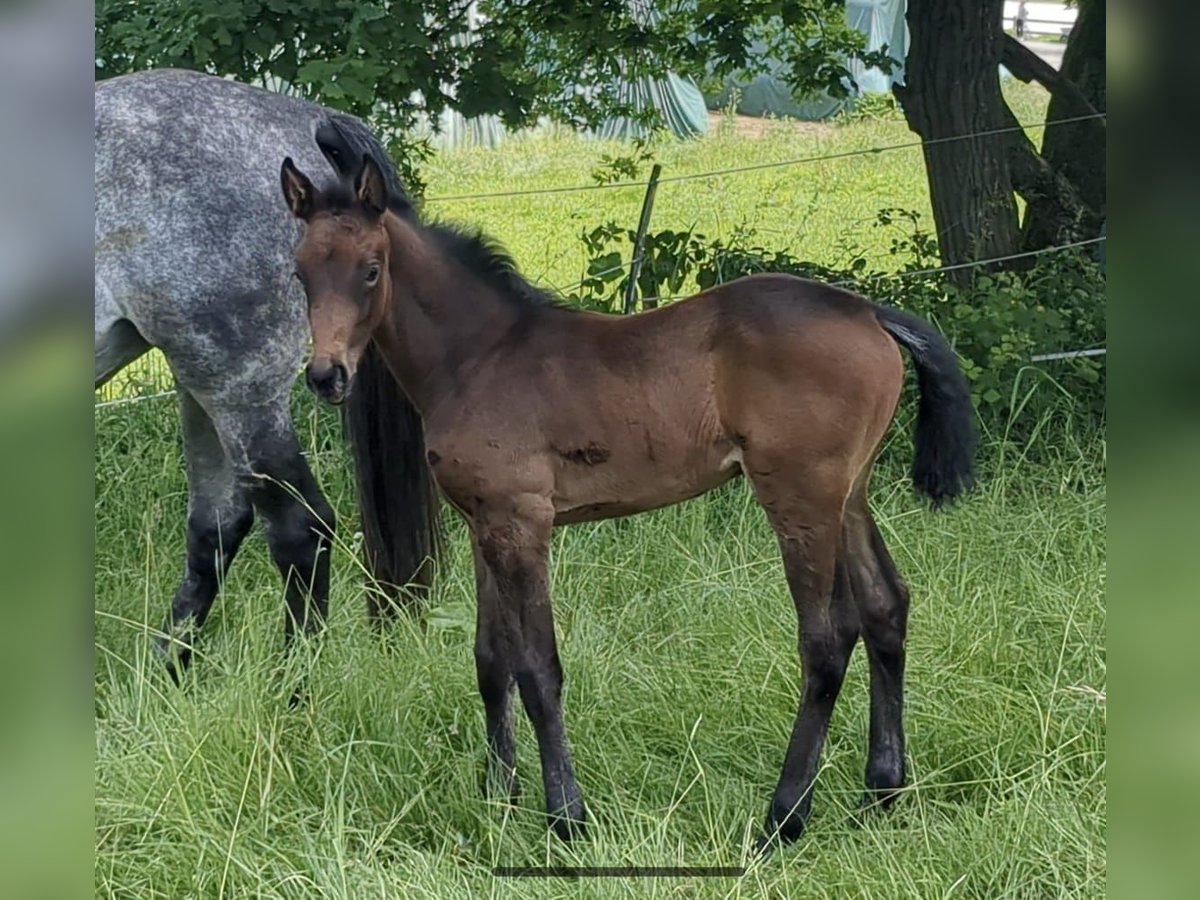 Cheval de sport allemand Jument Poulain (05/2024) Peut devenir gris in Bad König