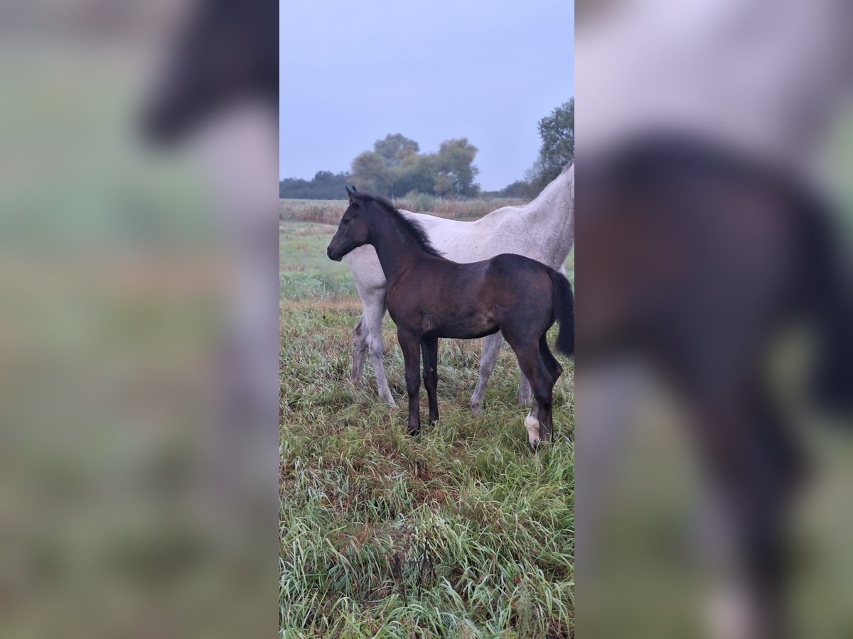 Cheval de sport allemand Jument Poulain (01/2025) Peut devenir gris in Magdeburg