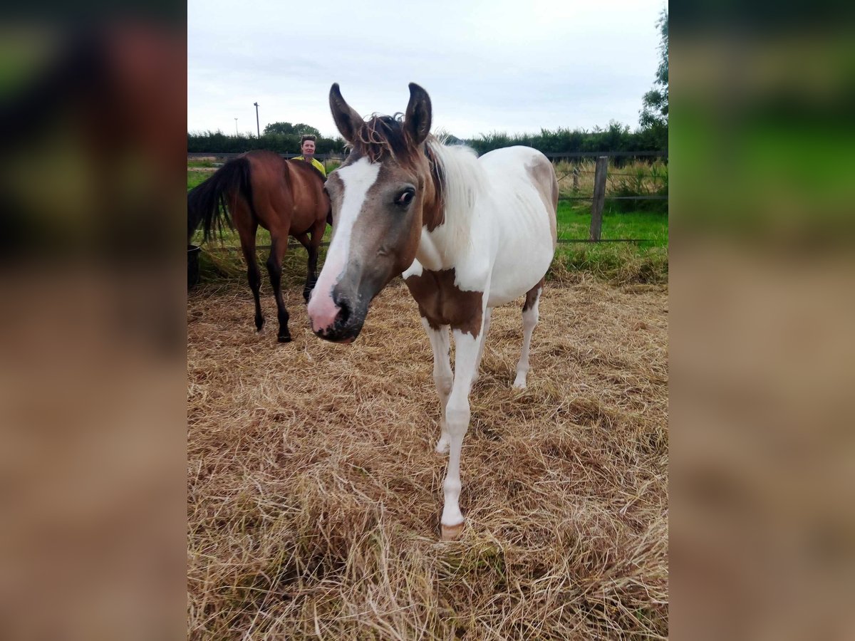 Cheval de Sport Belge Étalon 1 Année 160 cm Isabelle in Norrent-fontes