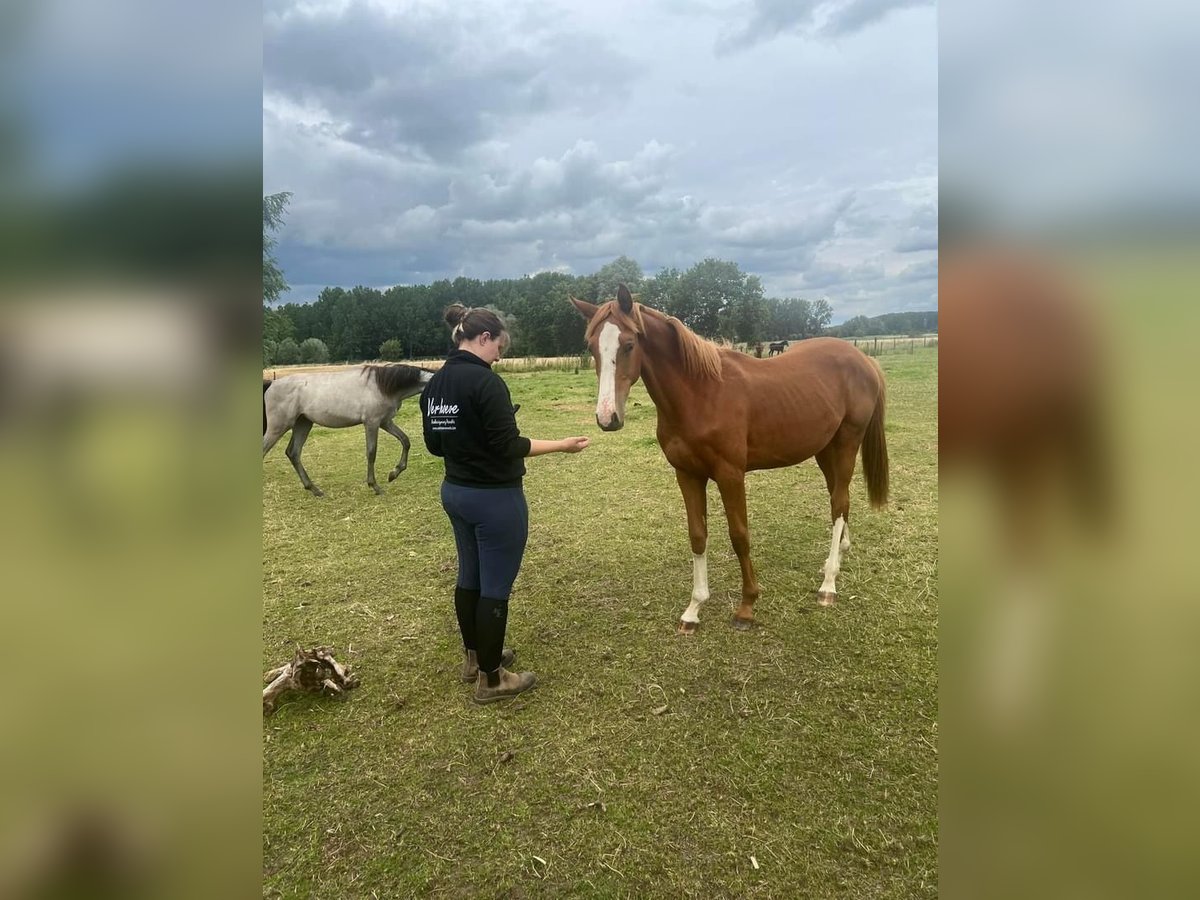 Cheval de Sport Belge Étalon 1 Année 175 cm Alezan brûlé in Wetteren