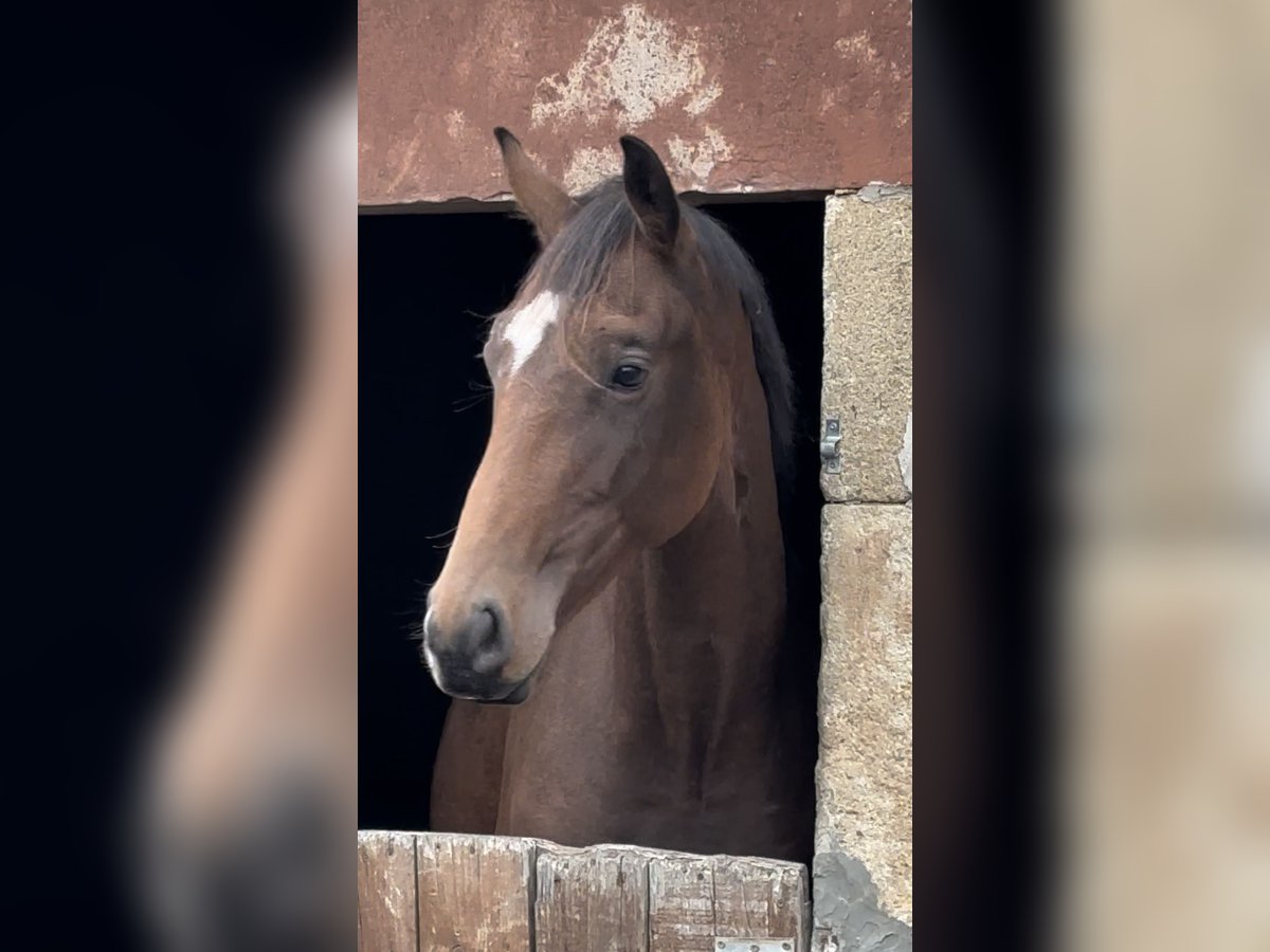 Cheval de Sport Belge Étalon 2 Ans 167 cm Bai cerise in Moulins