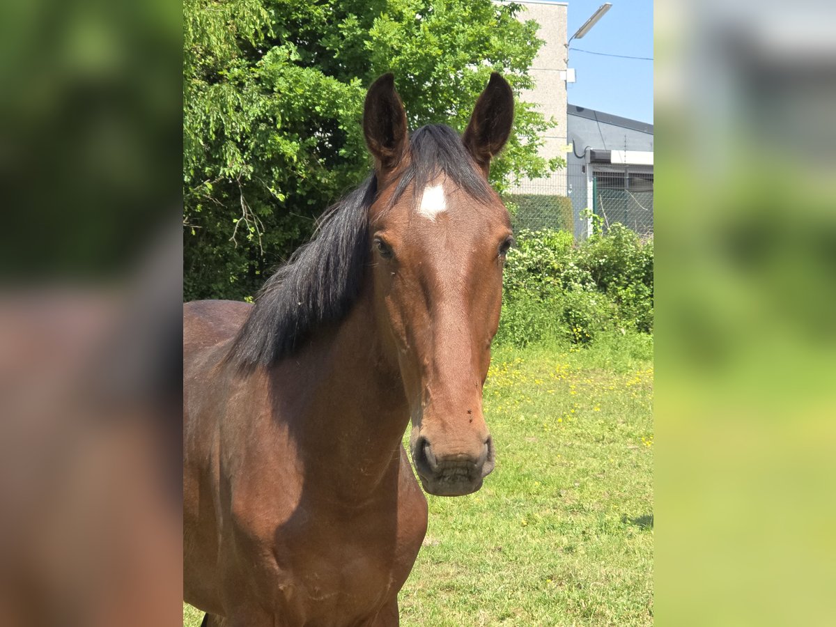 Cheval de Sport Belge Étalon 2 Ans 170 cm Bai in Ternat