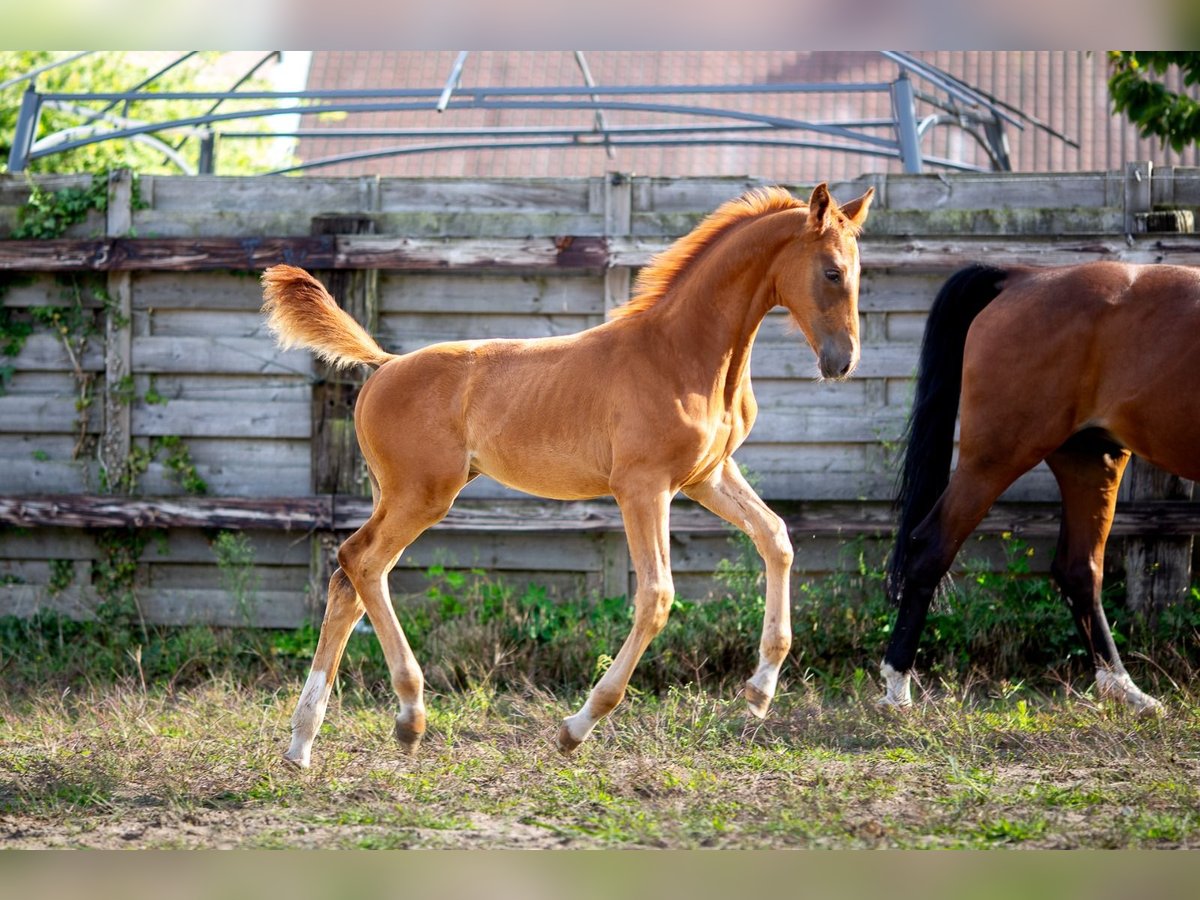 Cheval de Sport Belge Étalon Poulain (05/2025) 172 cm Alezan brûlé in Pelt