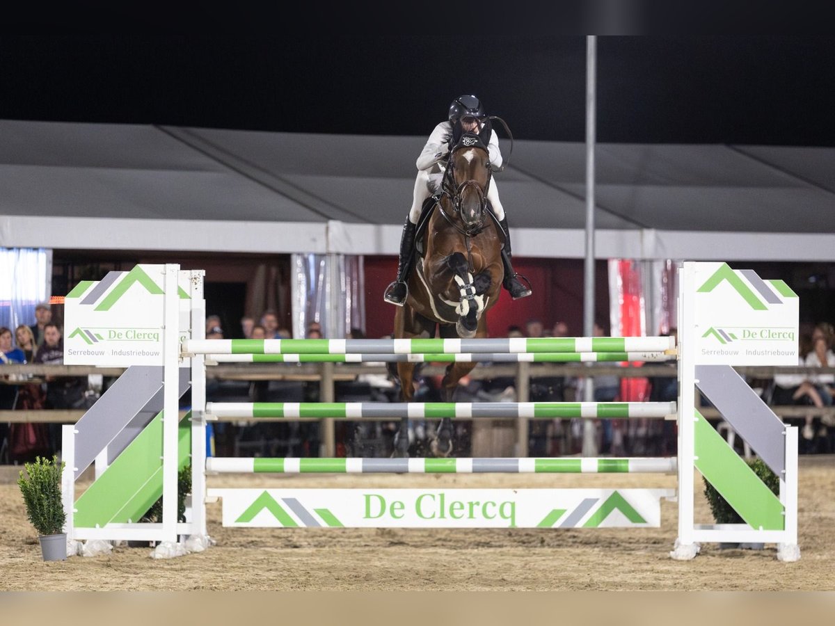 Cheval de Sport Belge Hongre 10 Ans Bai in Oosteeklo