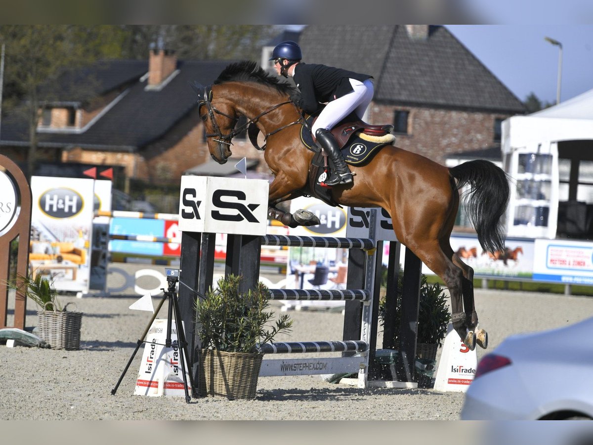 Cheval de Sport Belge Hongre 13 Ans 170 cm Bai in Biberist (SO)