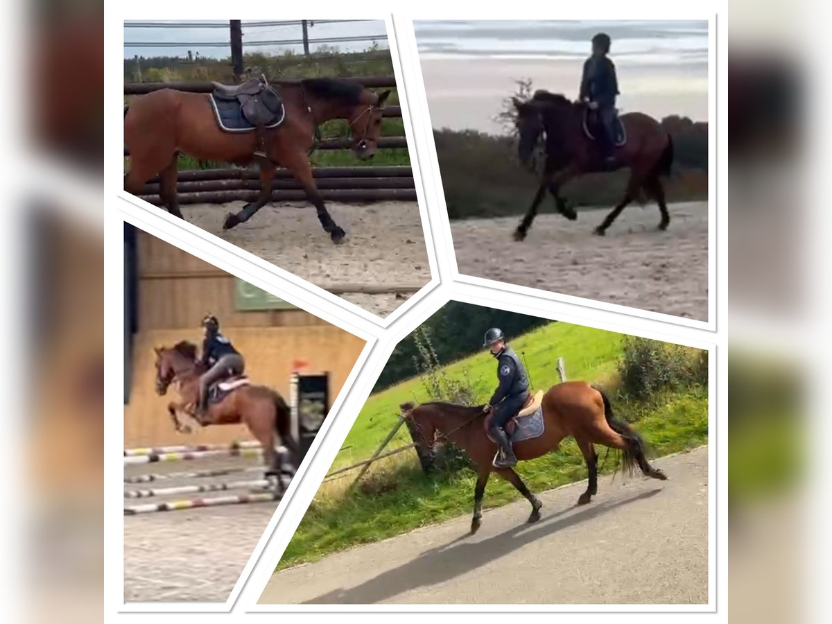 Cheval de Sport Belge Hongre 17 Ans 168 cm Bai brun in LIEGE