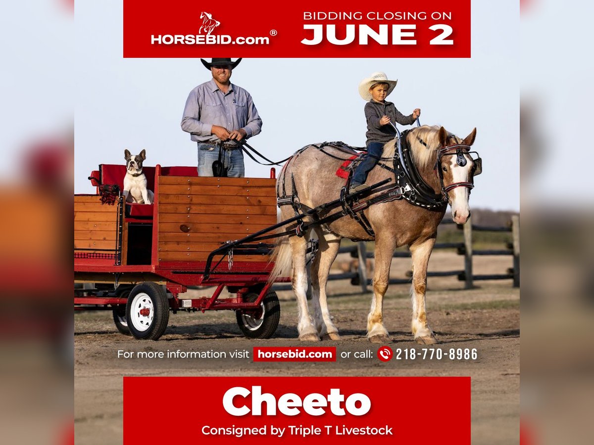 Cheval de Sport Belge Croisé Hongre 4 Ans 168 cm Rouan Rouge in Nevis, MN