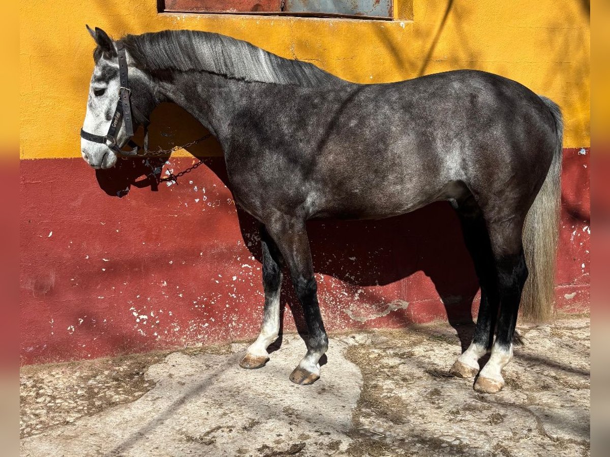 Cheval de Sport Belge Hongre 5 Ans Gris in Nohales Cuenca