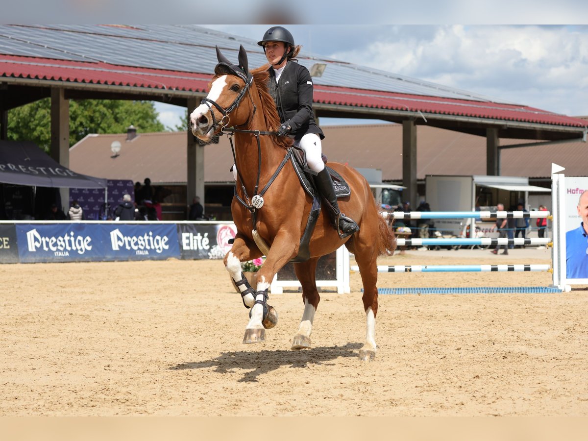 Cheval de Sport Belge Hongre 7 Ans Alezan in Dingolfing