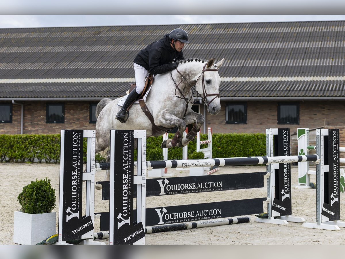 Cheval de Sport Belge Hongre 8 Ans 166 cm Gris in Waddinxveen