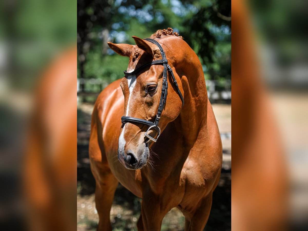 Cheval de Sport Belge Hongre 8 Ans 172 cm Alezan in Loipersbach im Burgenland