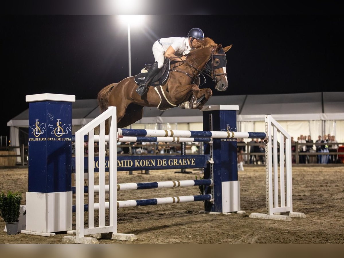 Cheval de Sport Belge Jument 10 Ans 160 cm Alezan in Oosteeklo