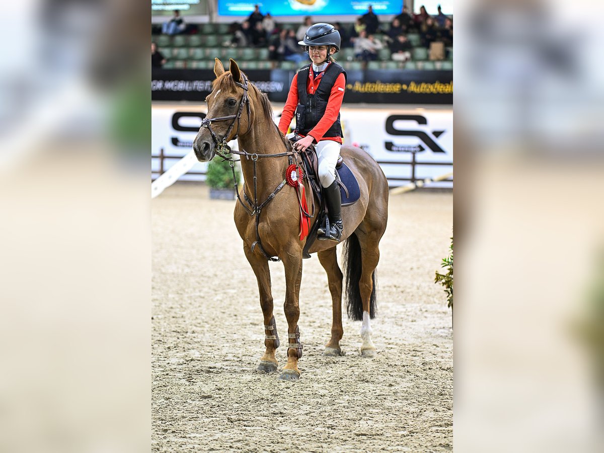 Cheval de Sport Belge Jument 19 Ans 148 cm Alezan in Zuiddorpe