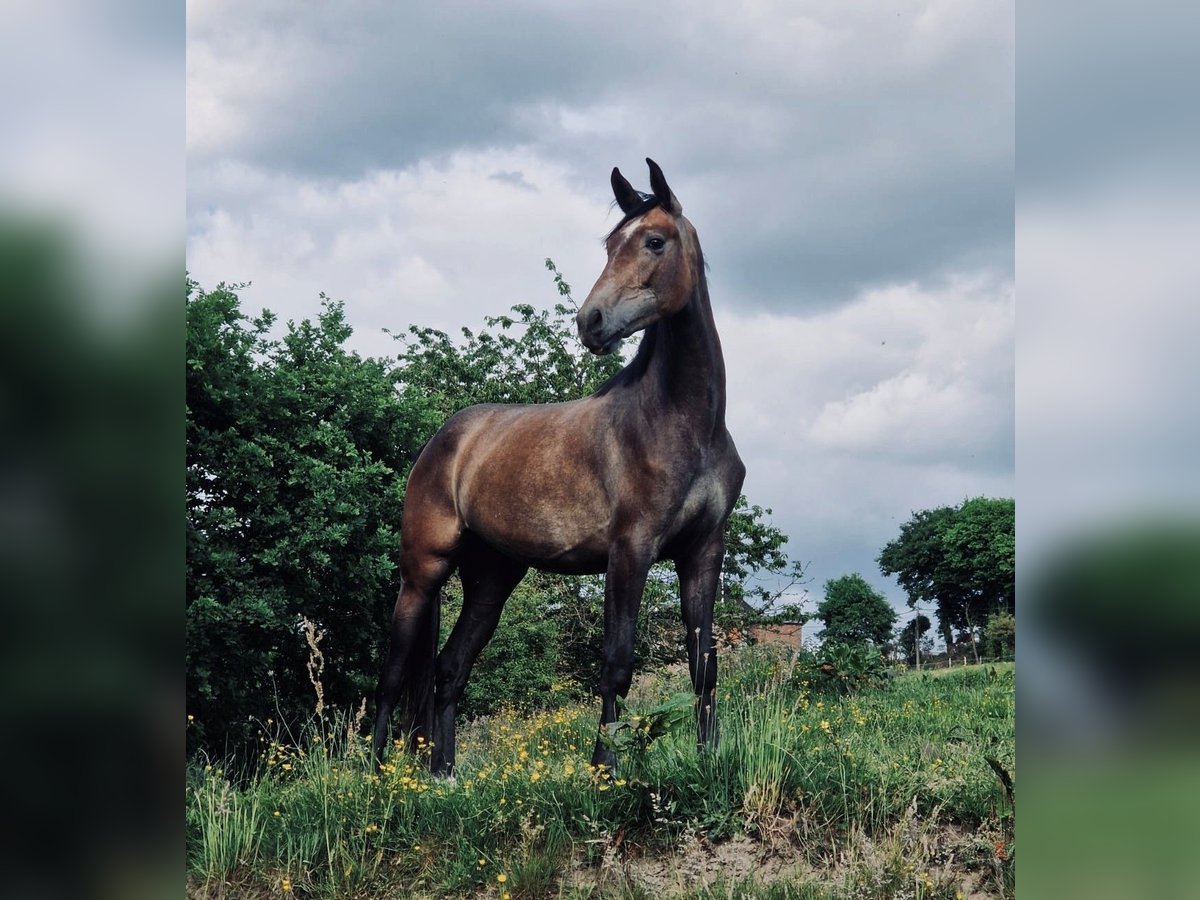 Cheval de Sport Belge Jument 2 Ans 158 cm Gris in Bellaire