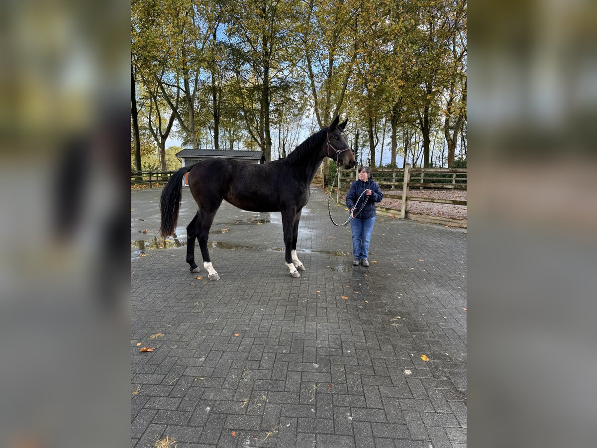 Cheval de Sport Belge Jument 2 Ans 170 cm Bai brun in Gestel Berlaar