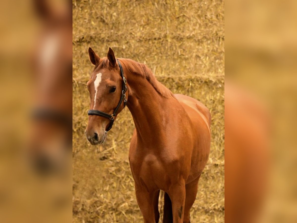 Cheval de Sport Belge Jument 4 Ans 162 cm Alezan in Vilamarxant