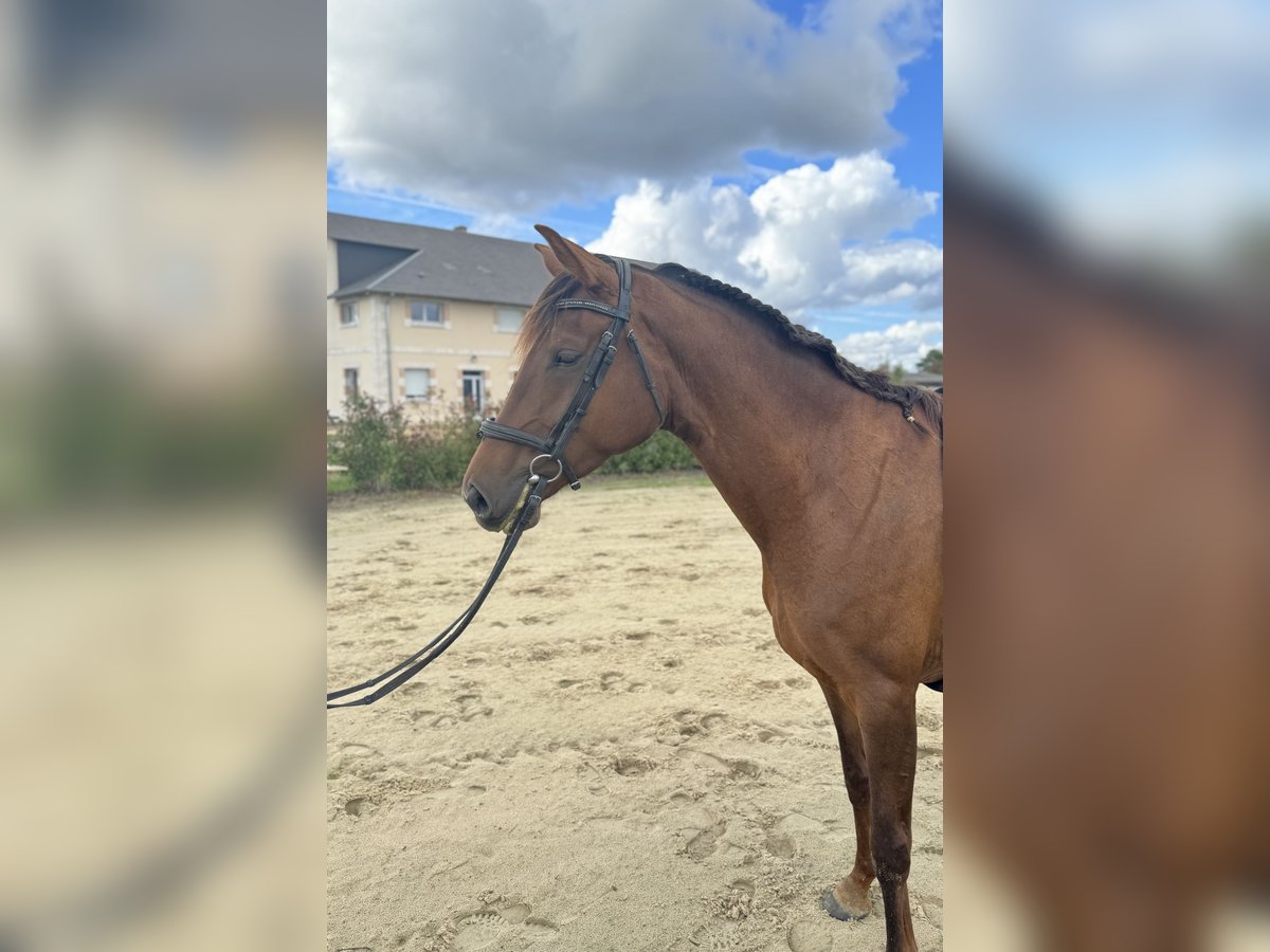 Cheval de Sport Belge Jument 4 Ans 167 cm Alezan in Saint-Denis-en-Val