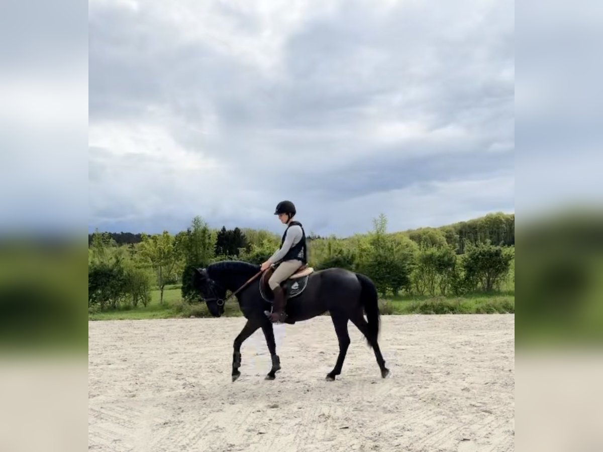 Cheval de Sport Belge Jument 5 Ans 144 cm Noir in Liège