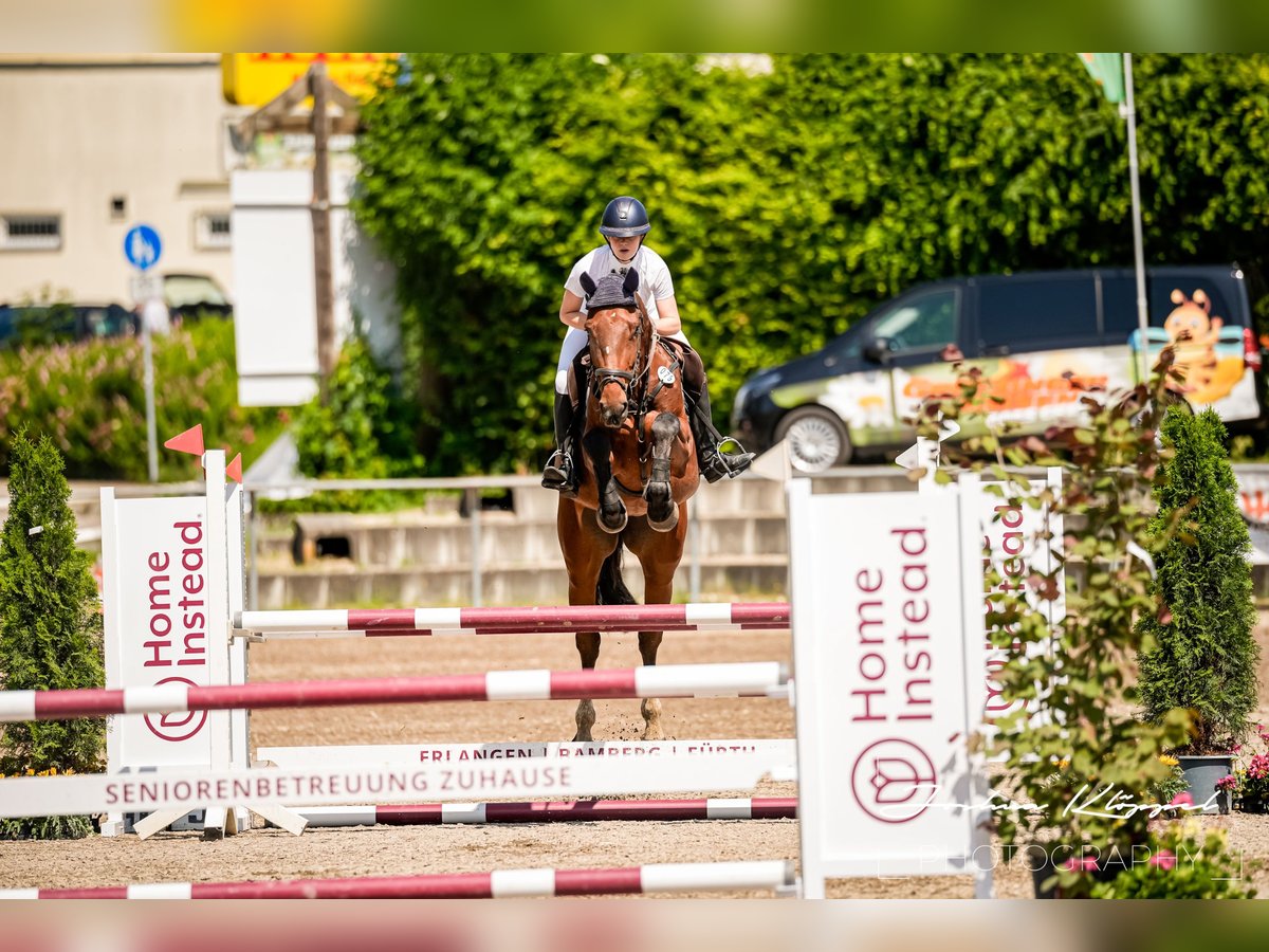 Cheval de Sport Belge Jument 5 Ans 168 cm Bai in Gerstetten