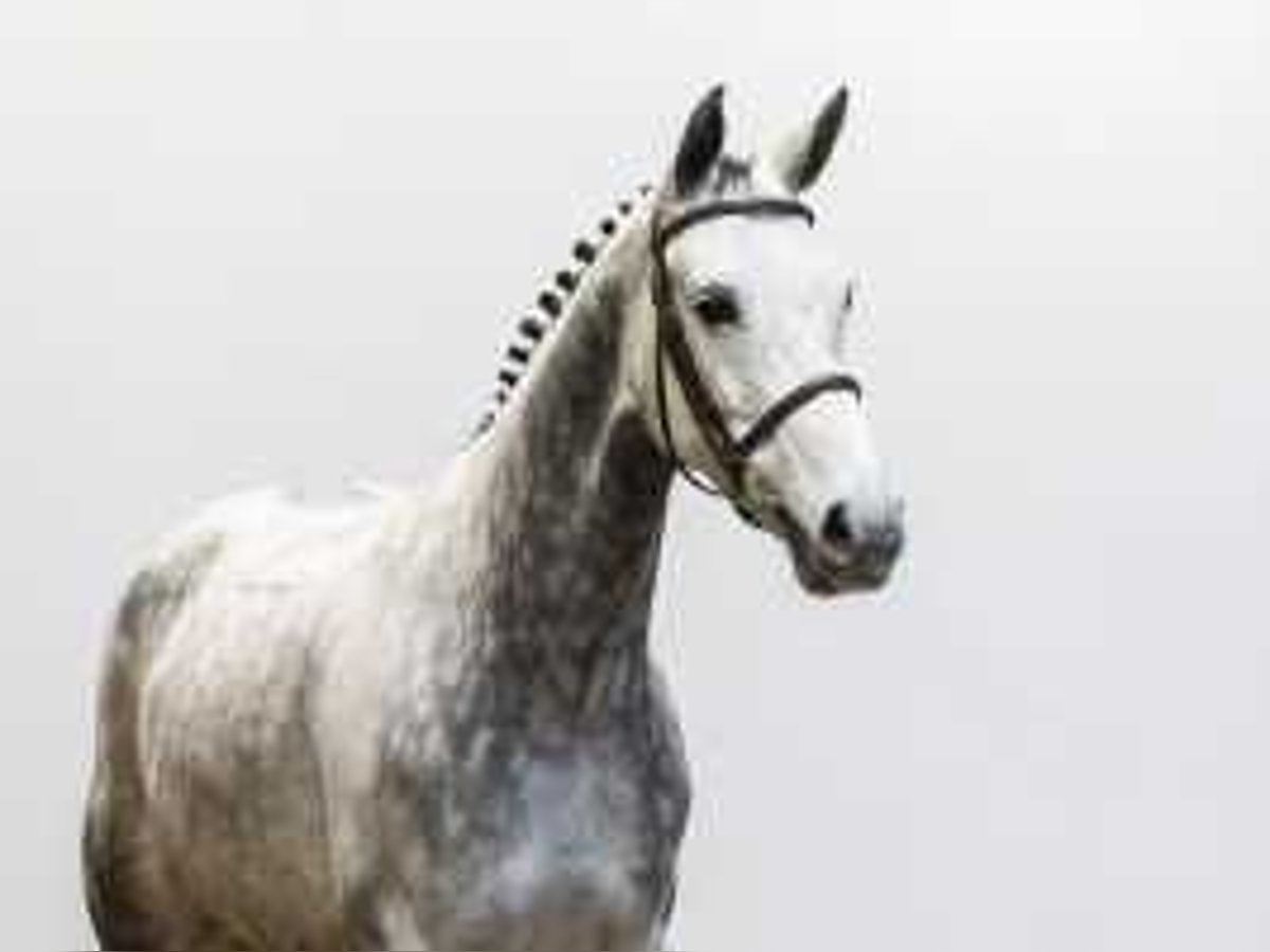 Cheval de Sport Belge Jument 7 Ans 166 cm Gris in Waddinxveen