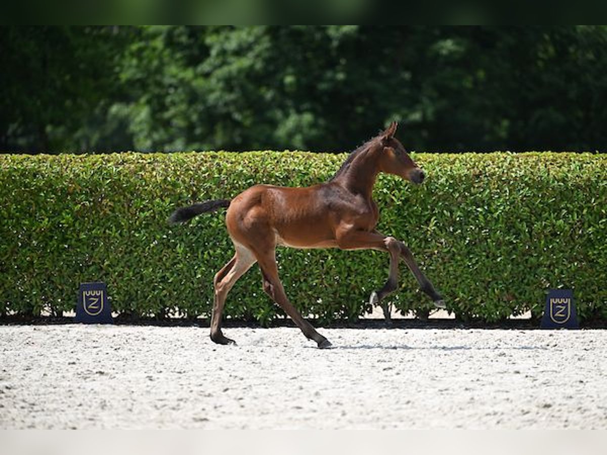 Cheval de Sport Belge Jument Poulain (06/2025) Bai in Walhorn