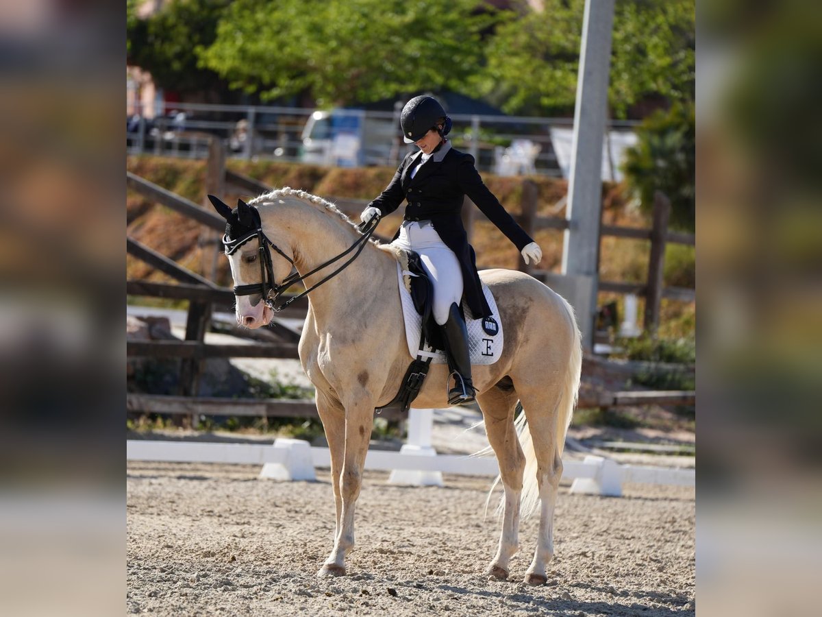 Cheval de sport espagnol Étalon 10 Ans 167 cm Palomino in Villamor de los Escuderos