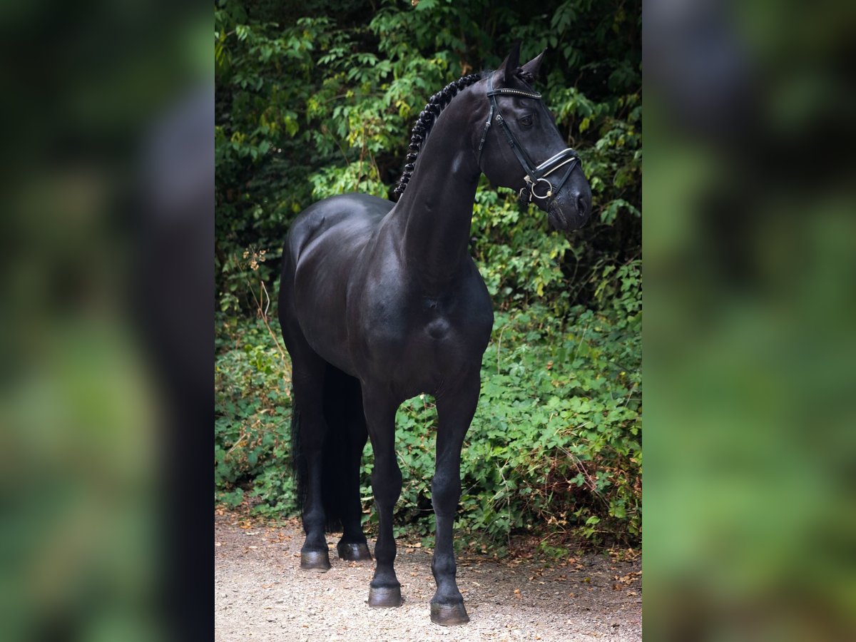 Cheval de sport espagnol Étalon 11 Ans 164 cm Noir in Pamplona/Iru&#xF1;a